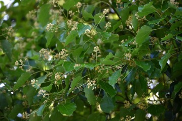 Camphor tree ( Cinnamonum camphora ) flowers. Lauraceae evergreen tree. It produces panicles in...