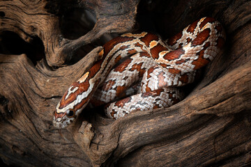 Okeetee Corn Snakes (Elaphe guttata guttata) is a non-venomous species native to North America.  