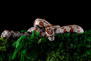 Okeetee Corn Snakes (Elaphe guttata guttata) is a non-venomous snake native to North America.  