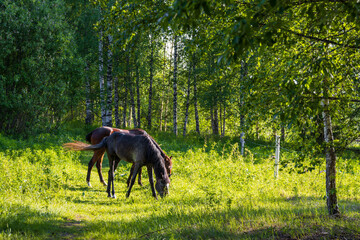 A horse and foal are grazing in a clearing among the trees. Daily life and horse breeding in rural...