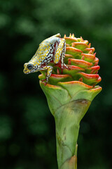 Painted Reed Frog or Spotted Tree Frog perched on ornamental plant Beehive Ginger or Zingiber...