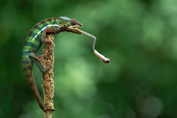 Panther chameleon (Furcifer pardalis) is catching an insect as its prey with its tongue.