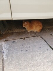 cat under the car