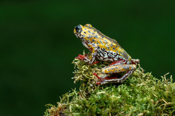 Painted Reed Frog or Spotted Tree Frog perched on mossy wood.