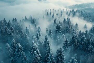 Aerial view of snow-covered pine trees shrouded in mist, conveying a serene winter atmosphere