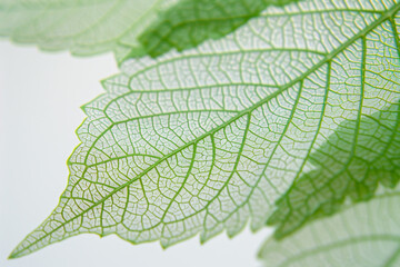 Fototapeta premium green leaf with water drops