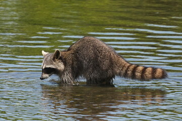 racoon in a pond
