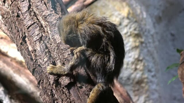 Eastern pygmy marmoset (Cebuella pygmaea niveiventris)