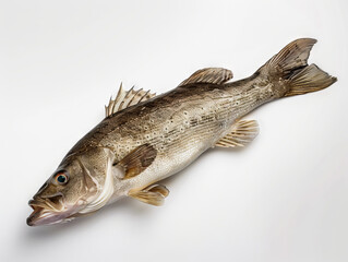 Naklejka premium A fish is shown on a white background.