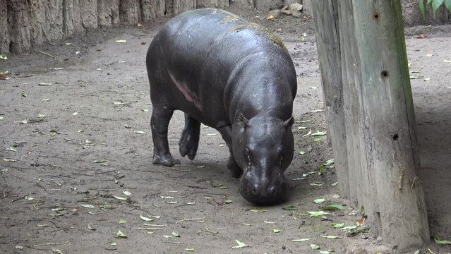 Close up of a pygmy hippopotamus walking on the ground