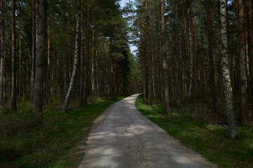 Fototapeta premium Road path in the forest. Tall trees around. Forest background. Walkway rural trail or road. Path with high evergreen trees. Shadows at sunny spring day in the woods. Beautiful forest landscape. 