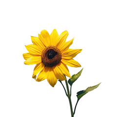 Sunflower flower with transparent background. png. Image for graphic design.
