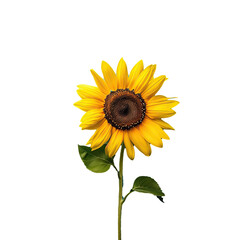 Sunflower flower with transparent background. png. Image for graphic design.