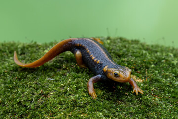 Himalayan Newt (Tylototriton verrucosus) is a species of newt found in Southeast Asia.