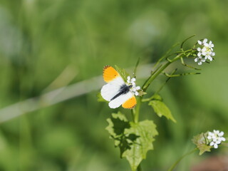 Aurorafalter Schmetterling