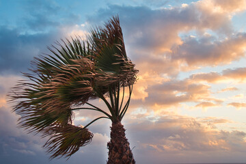 The palm tree bends to the force of the wind, its silhouette contrasting against a landscape of movement and calm,¡.