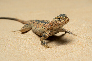 Toad-headed Agama or Secret Toadhead Agama (Phrynocephalus mystaceus) is a species of agamid lizard. 