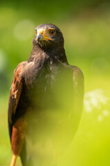 bird bussard