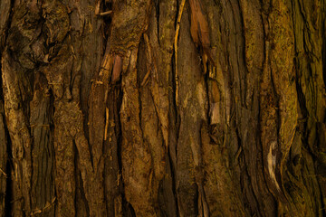 old wood texture