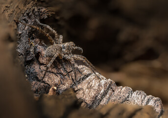 Pelzige Spinne auf Holz