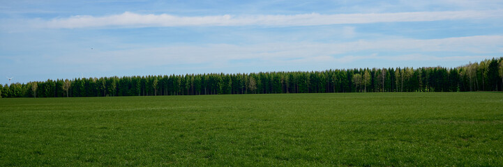 Beautiful smooth row of green trees. Panorama. There are trees at the edge of the field on sky...