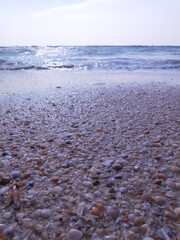The seashore at sunset. There are many small shells on the sand, small waves and sun glare in the water are visible.