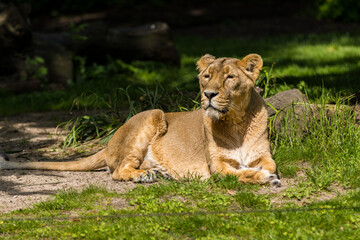 Lionne