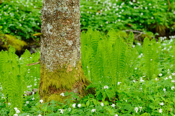 A tree trunk adorned with moss stands amid a carpet of ferns and white anemones.