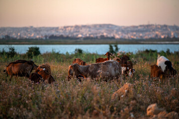 Troupeau de chèvres au coucher du soleil