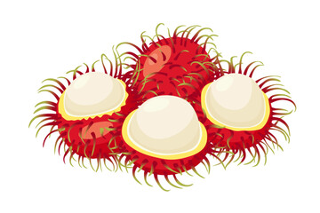 rambutan fruit vector icon.Cartoon vector icon isolated on white background