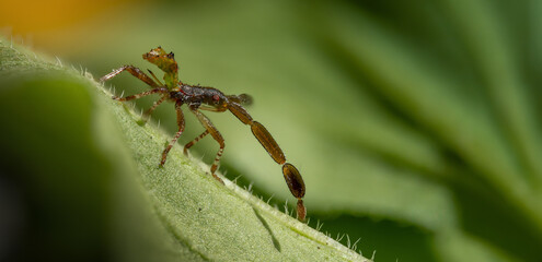 Braune Radwanze im Nymphen-Stadium 