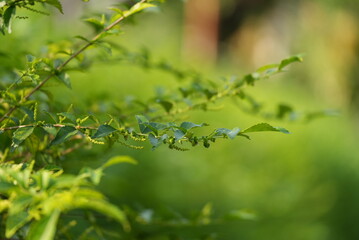 leaves