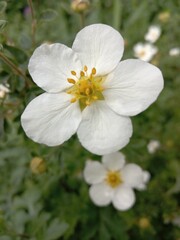 Spring white flower, macro floral element