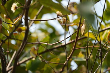 leaves against the sky