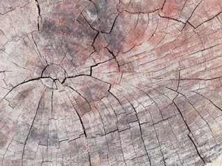 Fototapeta premium wooden texture, wooden bacground