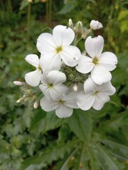 White spring flower in the garden 