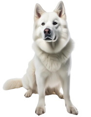 Alaskan Malanute, transparant