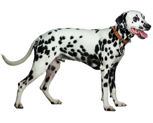 dalmatian, transparent photo