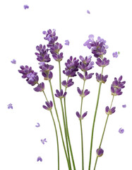 Fototapeta premium lavender flowers illustration