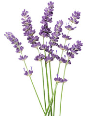 Obraz premium lavender flowers isolated on white background