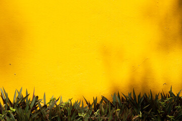 A yellow wall with a green plant growing background