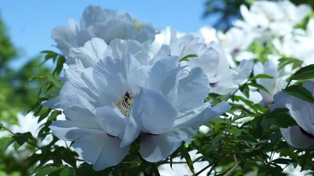 Abstract natural background with peon blooming flowers and foliage, garden