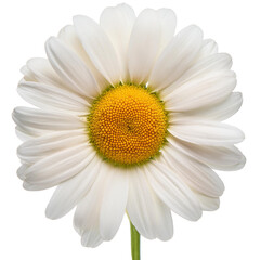  Daisy, transparant