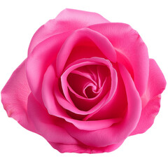  Pink rose, transparant