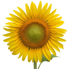 Obraz premium Sunflower, transparant