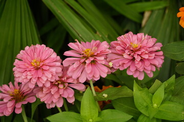 Close-up of blooming Zinnia elegans flower