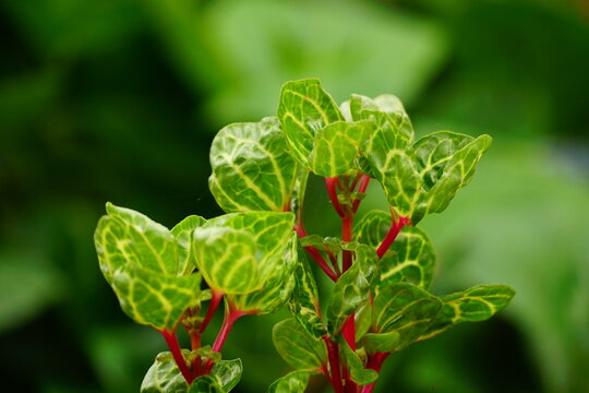 Close-up of Green bloodleaf tree
