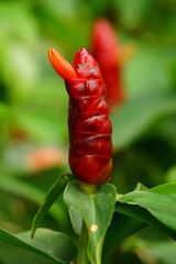 Close-up of Costus spicatus flower