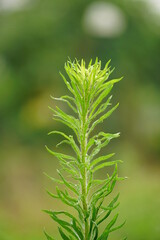 Close-up of the Canadian fleabane plant on a natural background