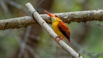 Oriental Dwarf Kingfisher also known as the Rufous-backed Kingfisher is one the most colourful...
